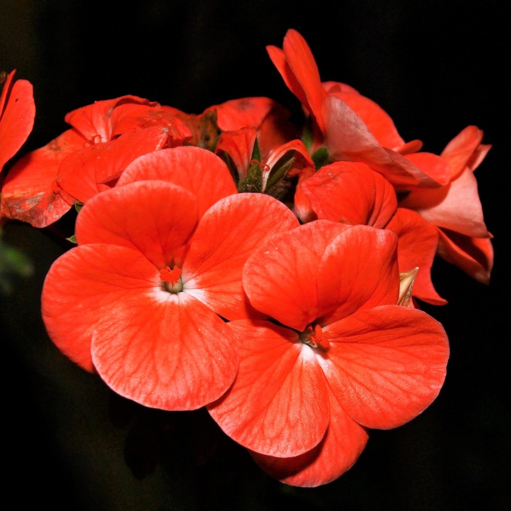 Красные красивые цветы на черном фоне 