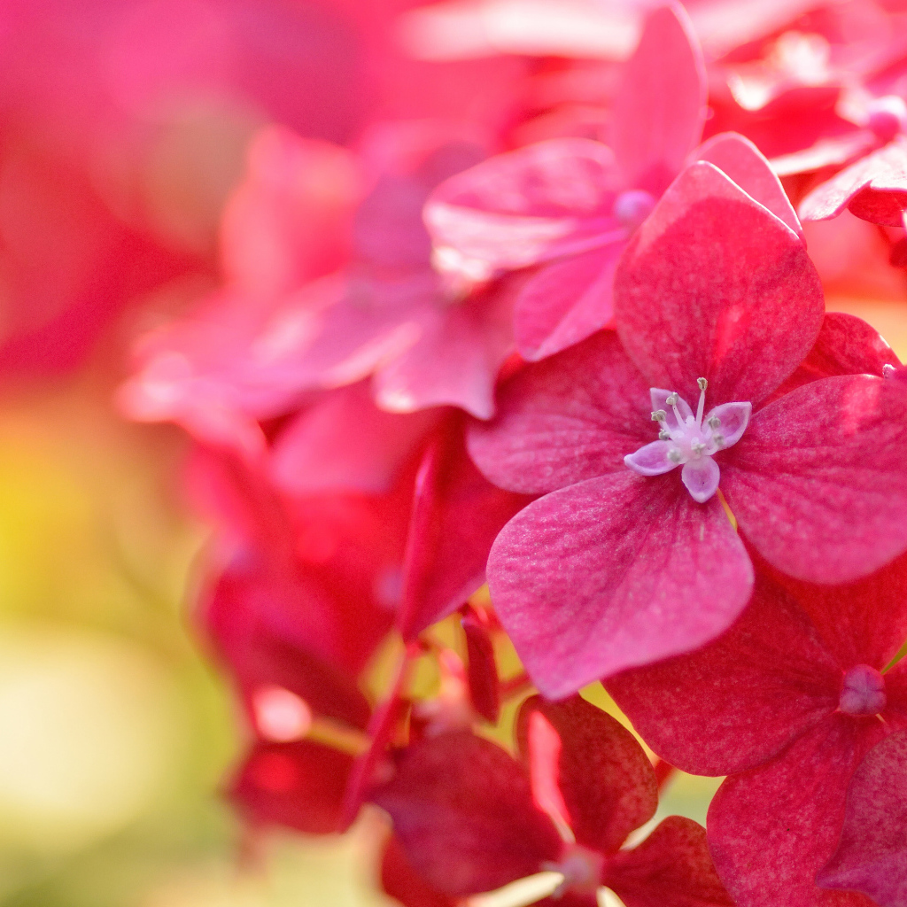 Красные красивые цветы гортензия крупным планом