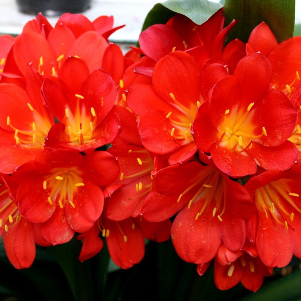 Красные красивые комнатные цветы кливия