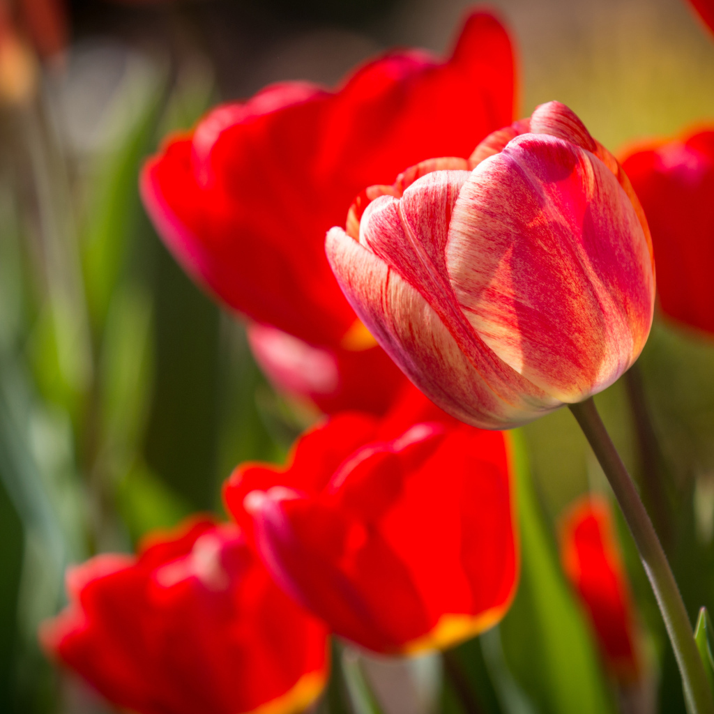 Красные красивые тюльпаны крупным планом