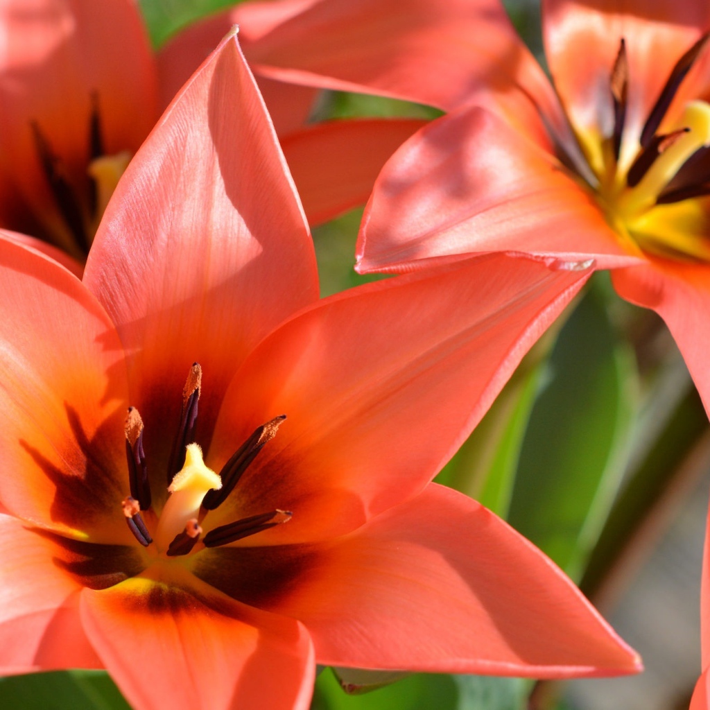 Красные распустившиеся тюльпаны крупным планом 