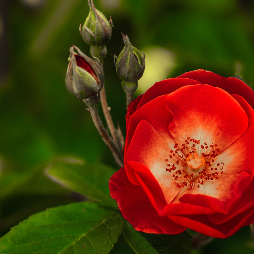 Красная нежная роза с бутонами крупным планом 