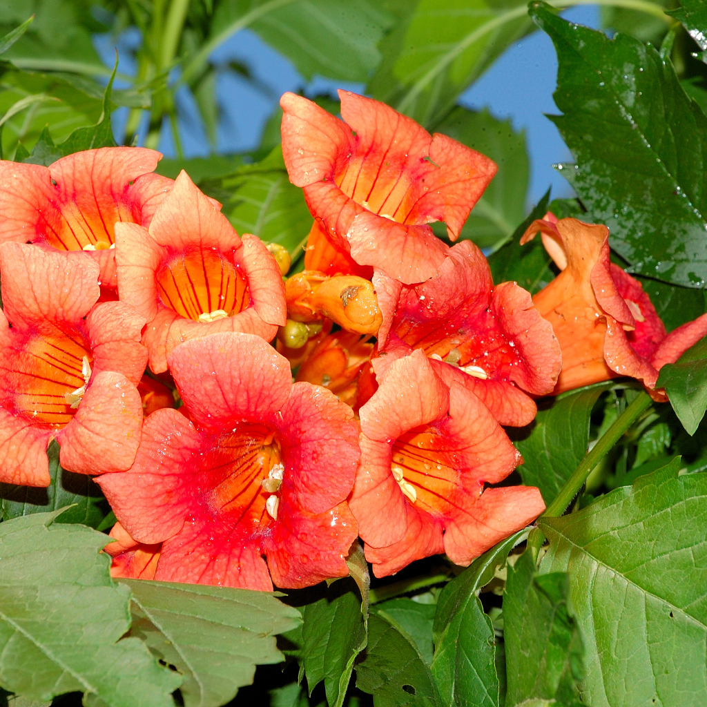 Красные цветы Кампсис крупным планом 