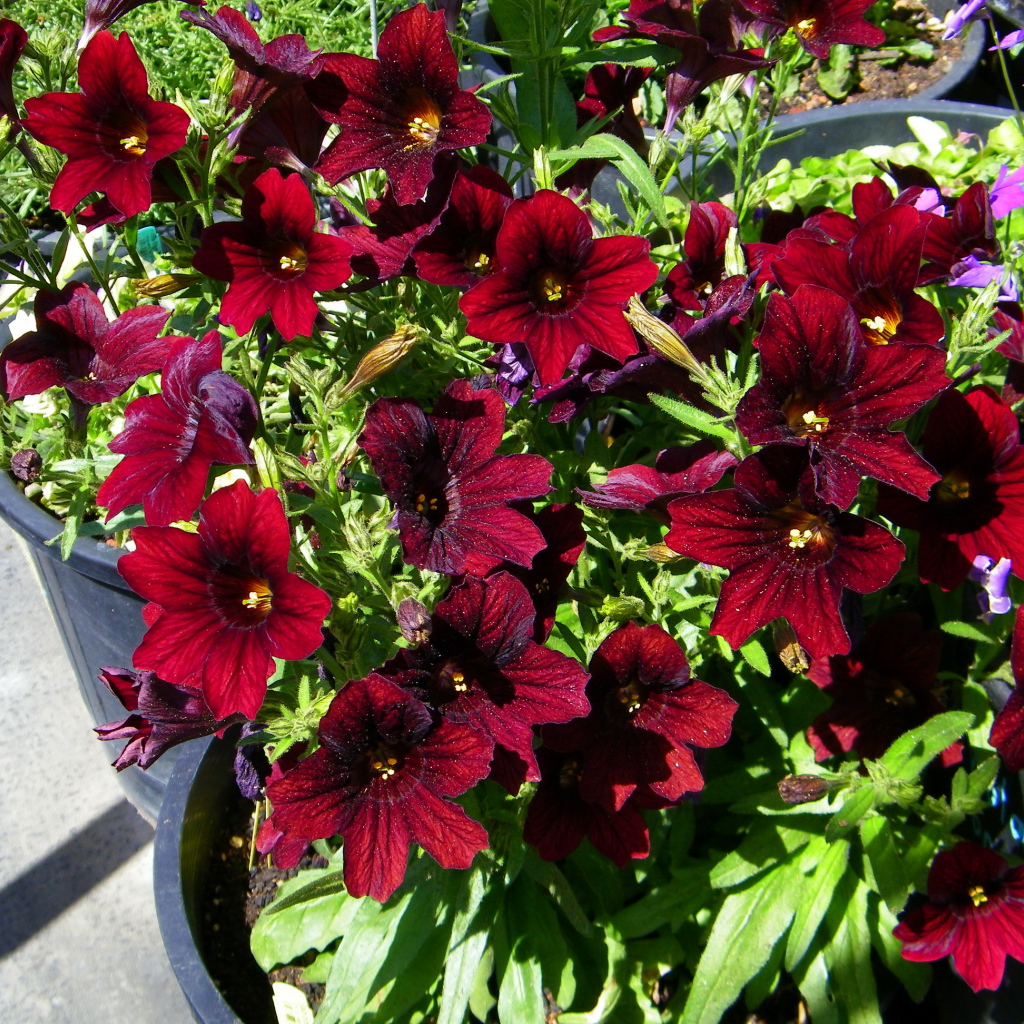 Красные цветы сальпиглоссис растут в горшках