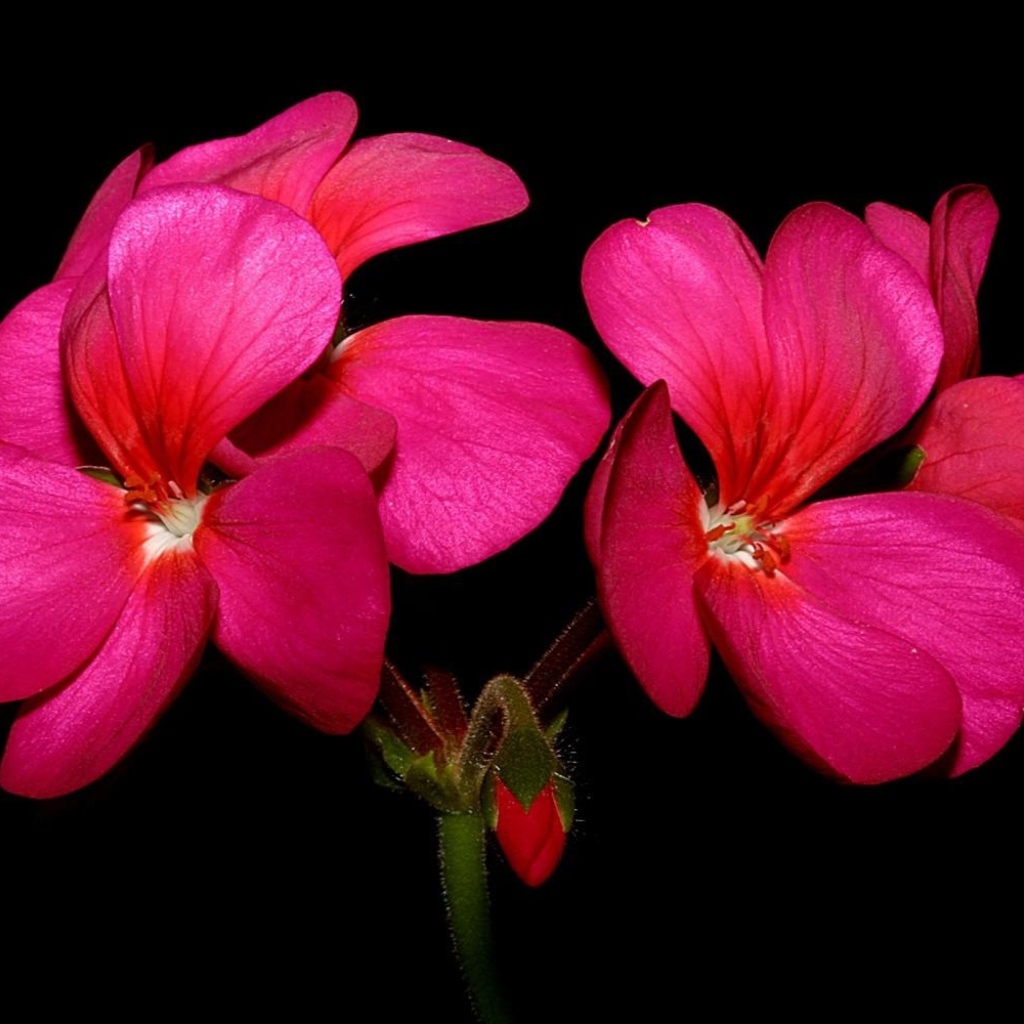 Красные цветы герани на черном фоне крупным планом