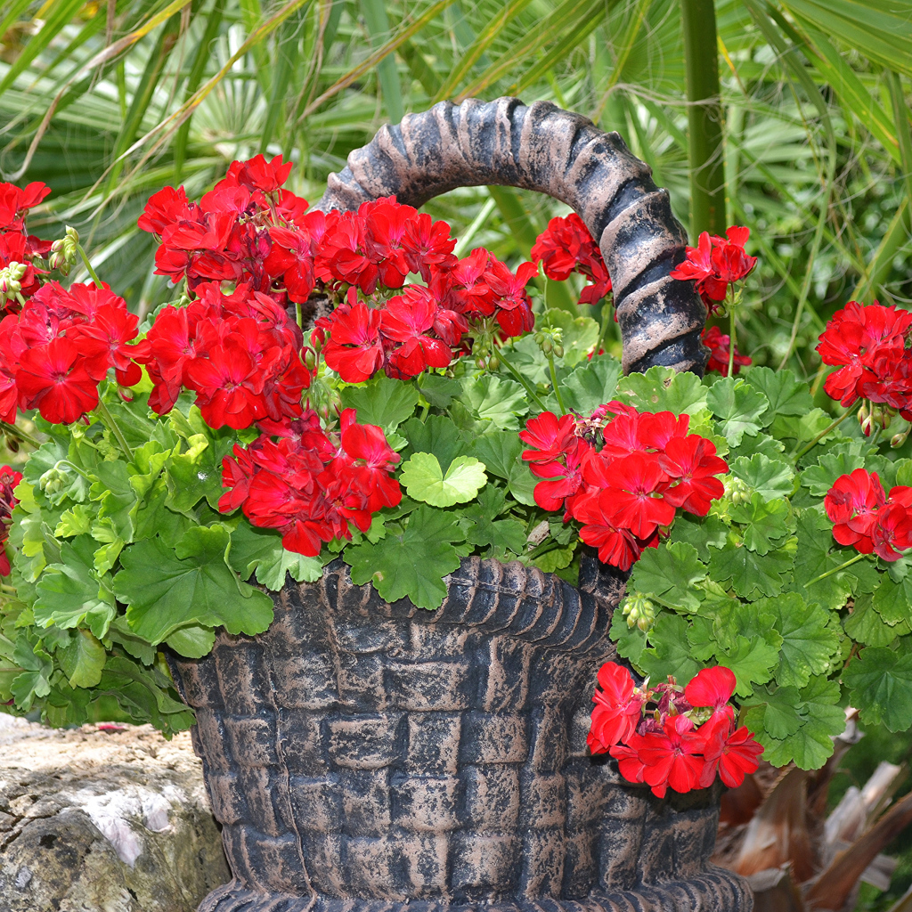 Красная герань в цветочном горшке в форме корзины