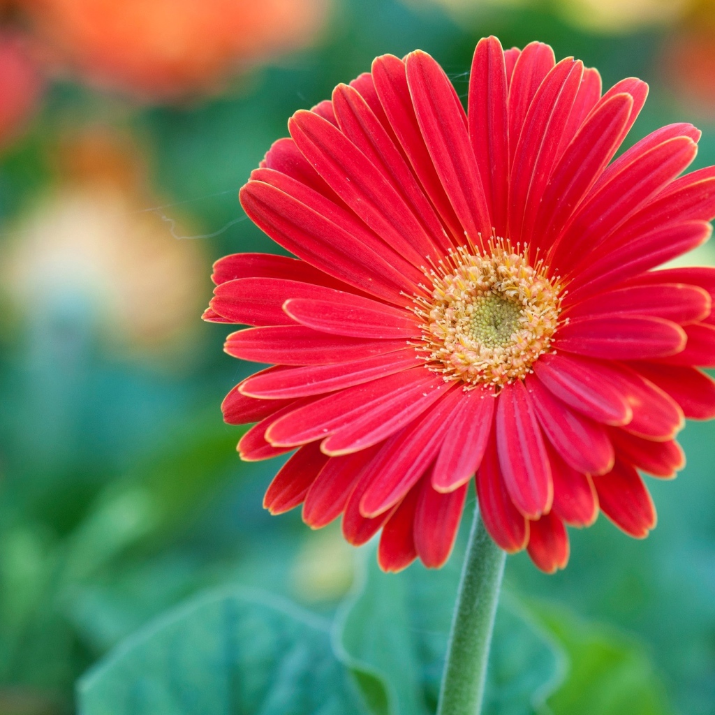 Красный цветок герберы крупным планом