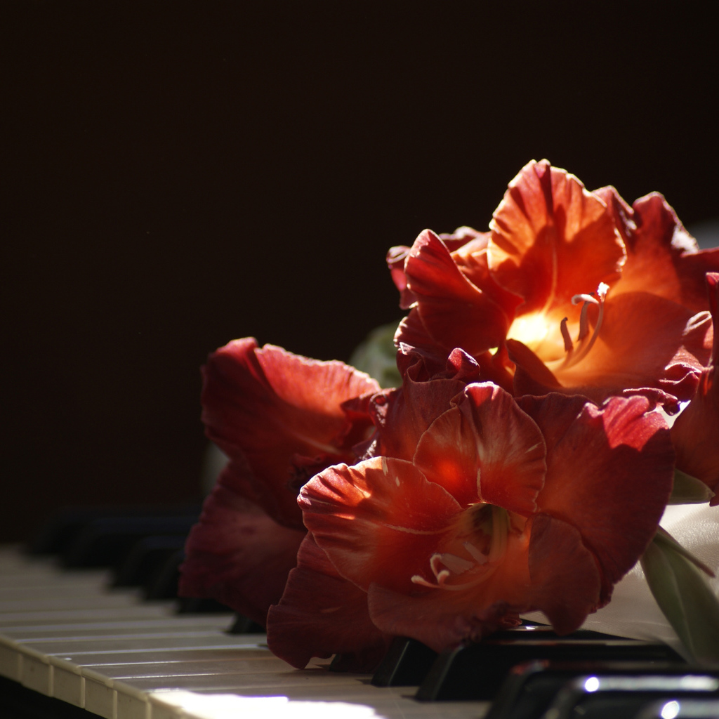 Красный гладиолус лежит на клавишах пианино