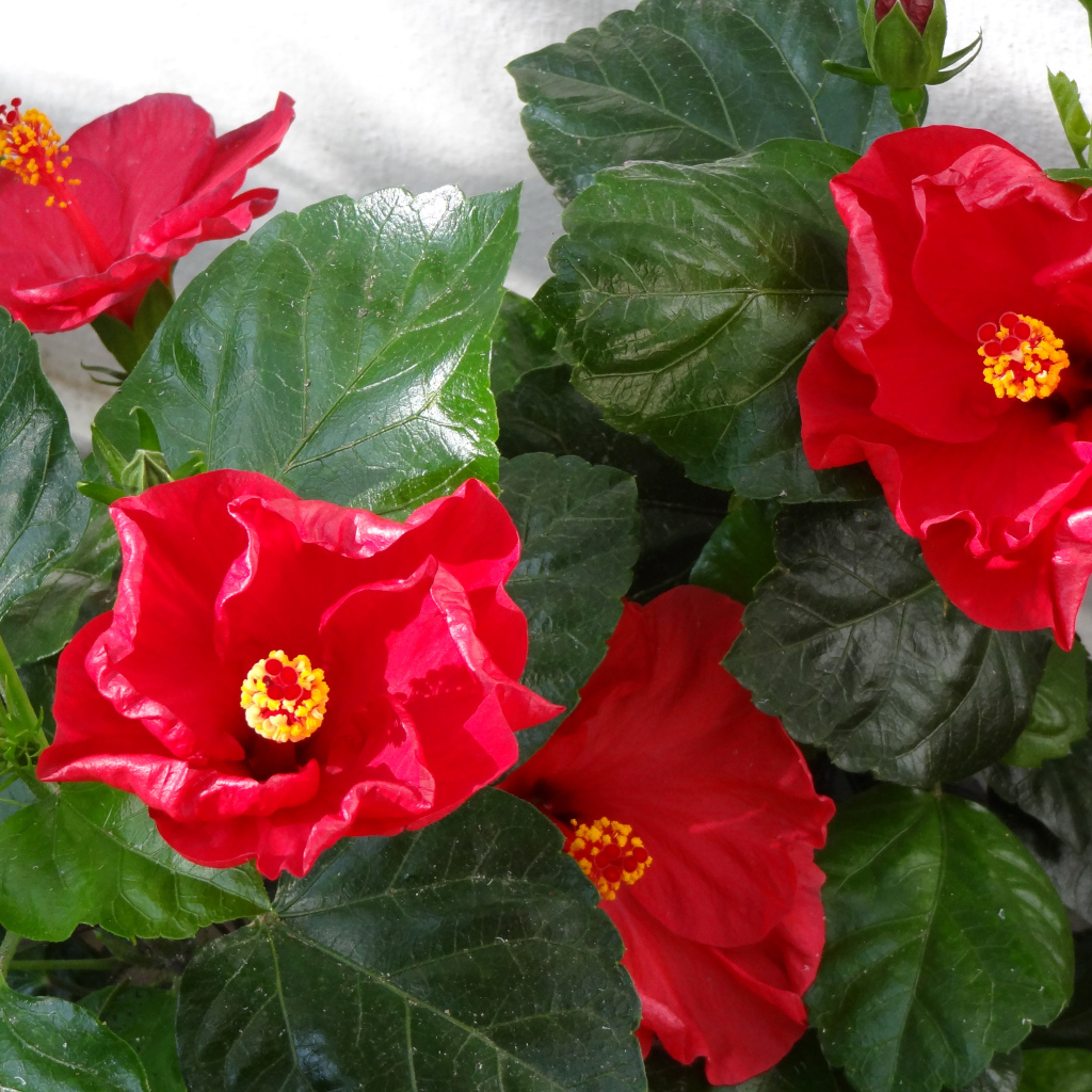 Красные цветы гибискуса с зелеными листьями крупным планом