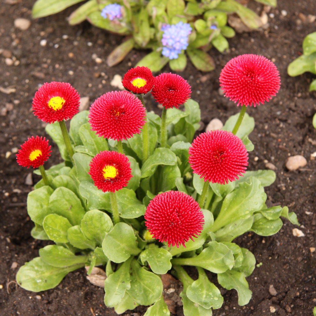 Красные пышные маргаритки на клумбе 