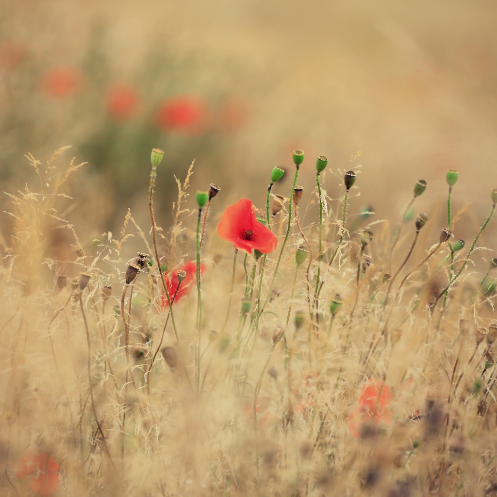 Красные полевые маки растут среди сухой травы