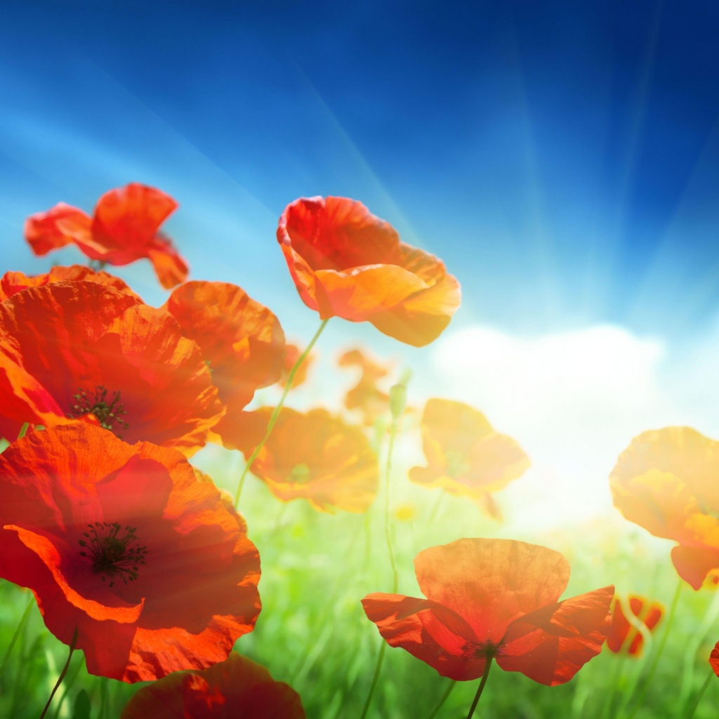 Красные маки в поле под голубым небом