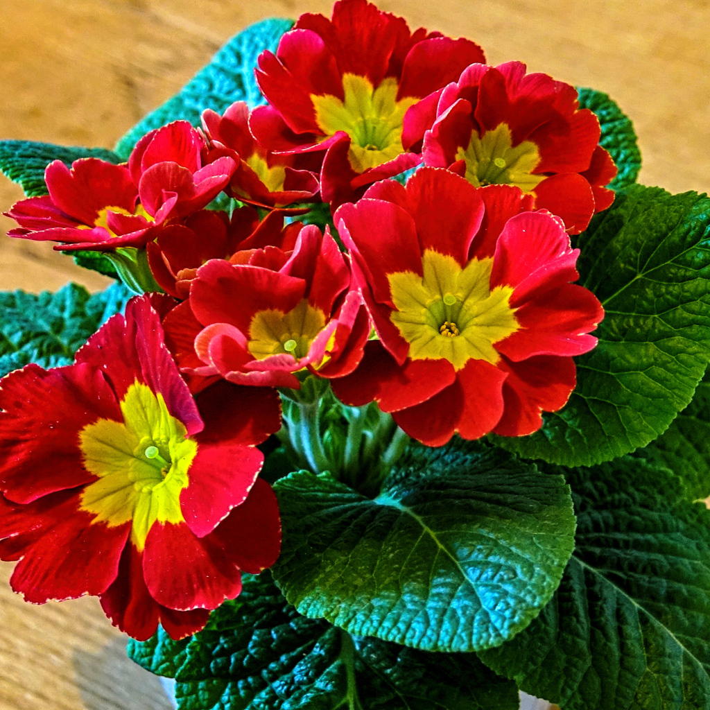 Красный цветок примула крупным планом 