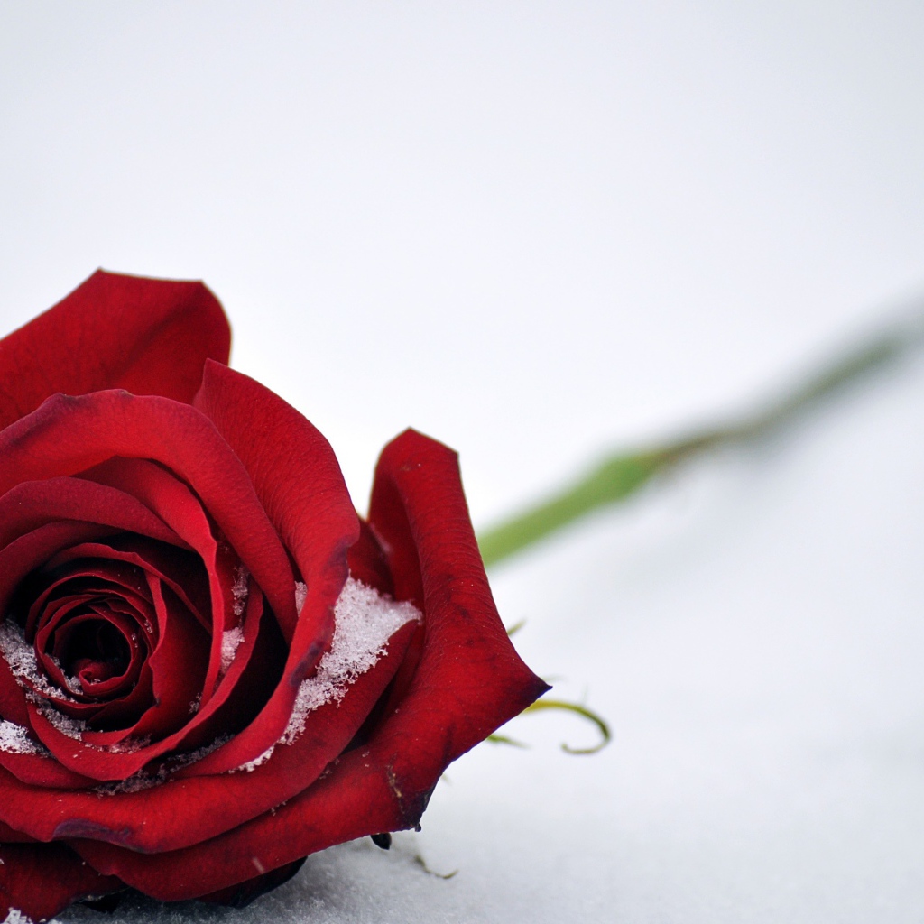 Красная роза на белом снегу 