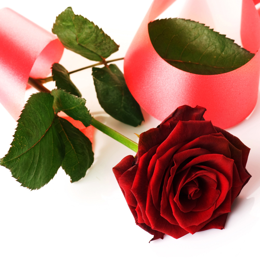 Красная роза с розовой лентой на белом фоне