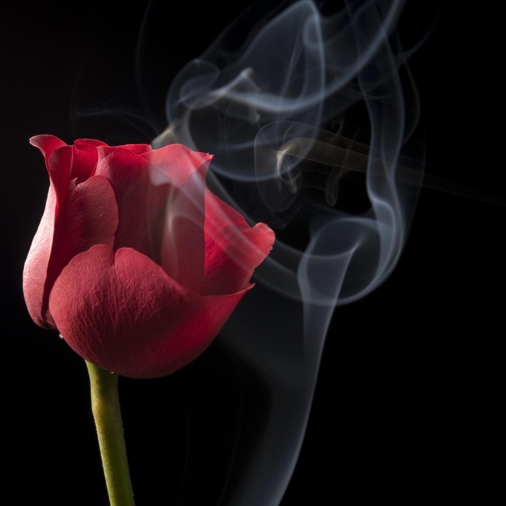 Красная роза с белым дымом на черном фоне крупным планом