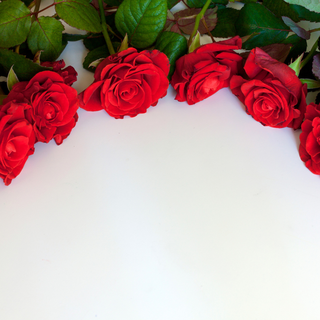 Красные розы на белом фоне, шаблон для открытки
