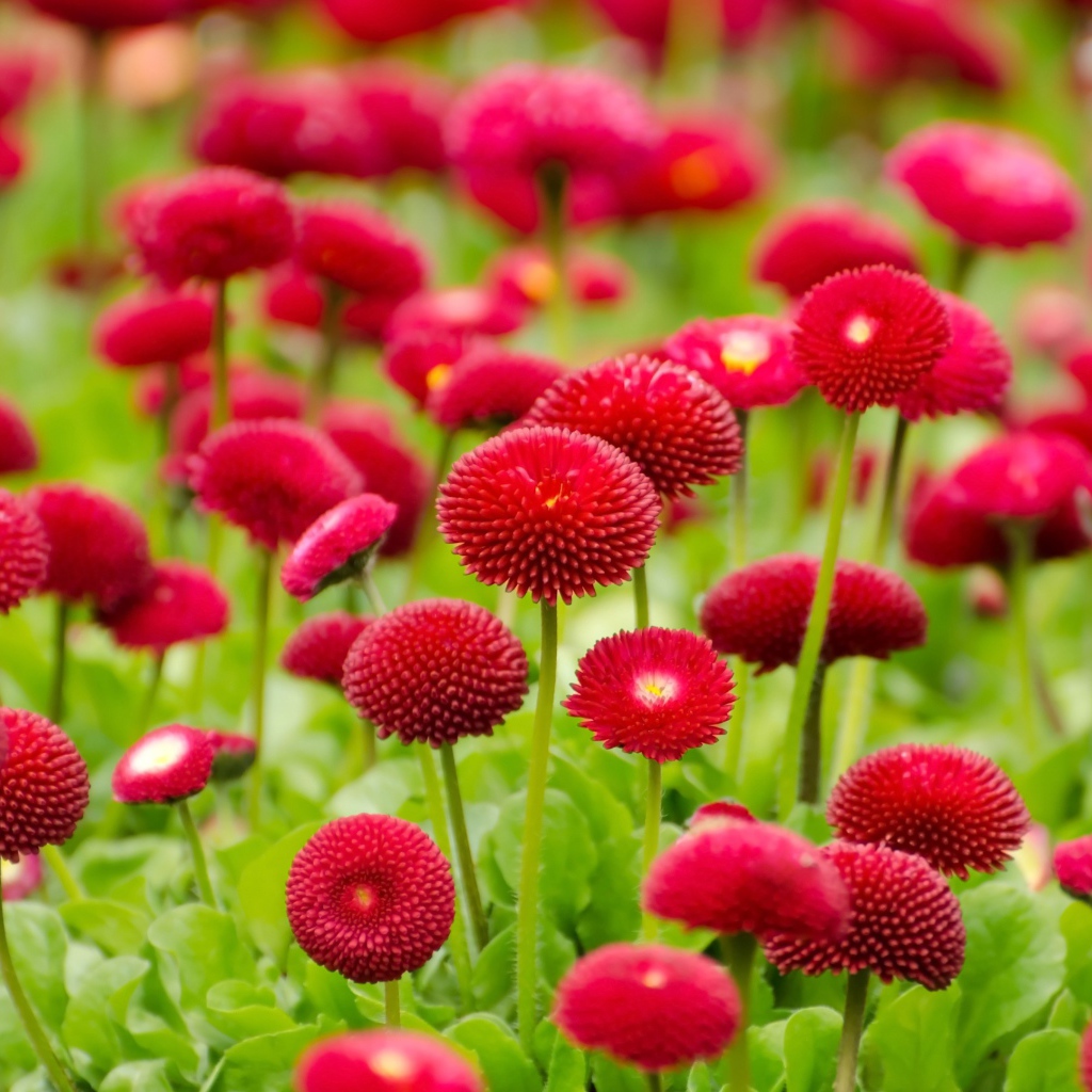 Красные летние цветы маргаритки 