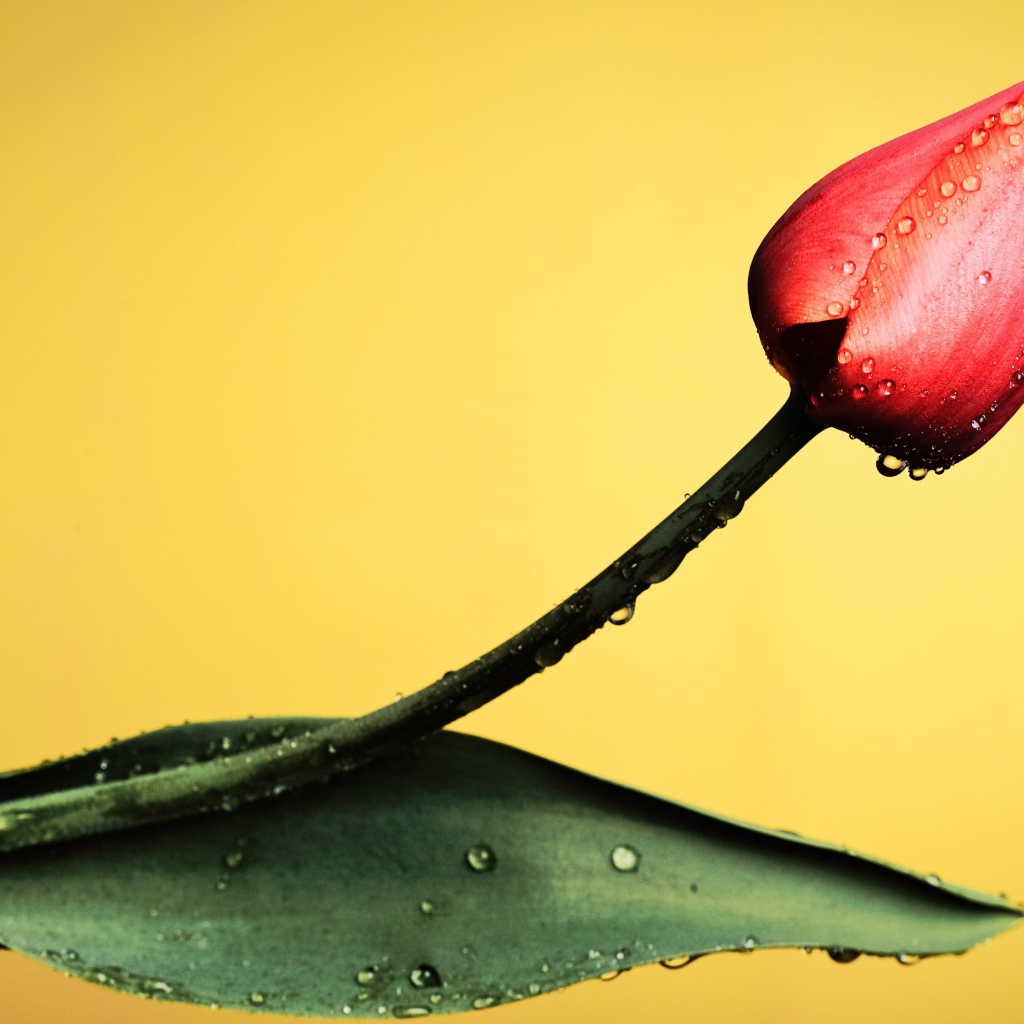 Красный тюльпан с капельками росы на желтом фоне