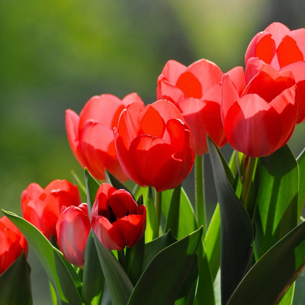 Красные тюльпаны с зелеными листьями