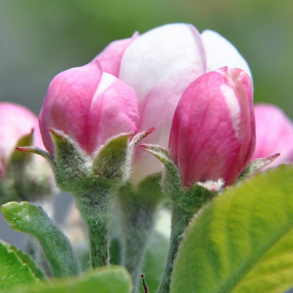Распускающийся розовый цветок яблони 