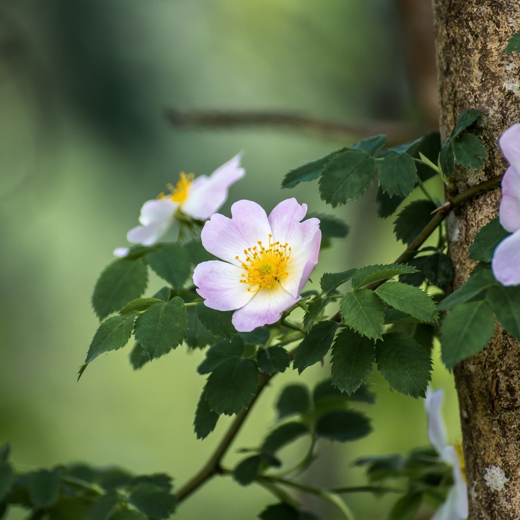Ветка шиповника с розовыми цветами 