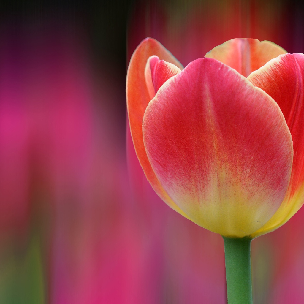 Одинокий розовый тюльпан 