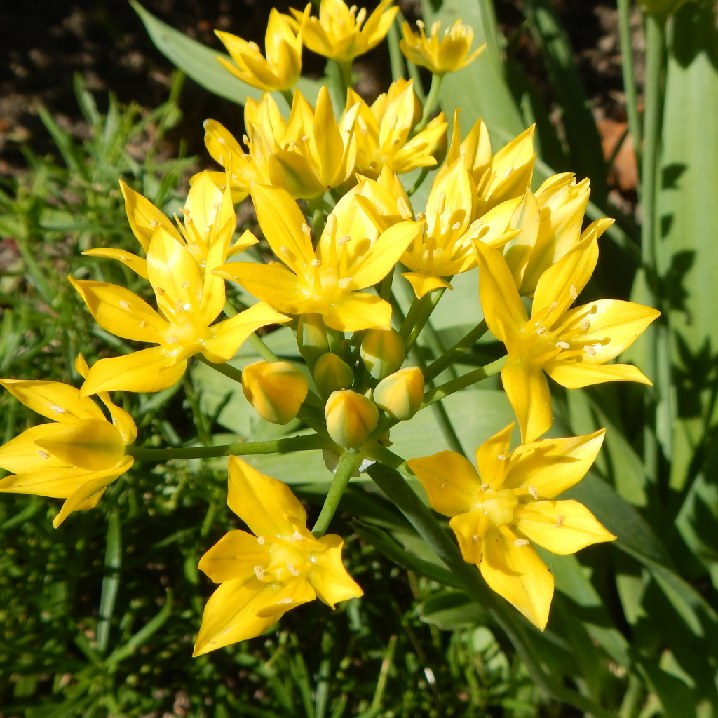 Маленькие желтые лилии вид сверху