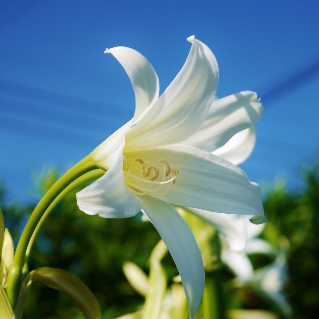 Белоснежная лилия под красивым голубым небом крупным планом