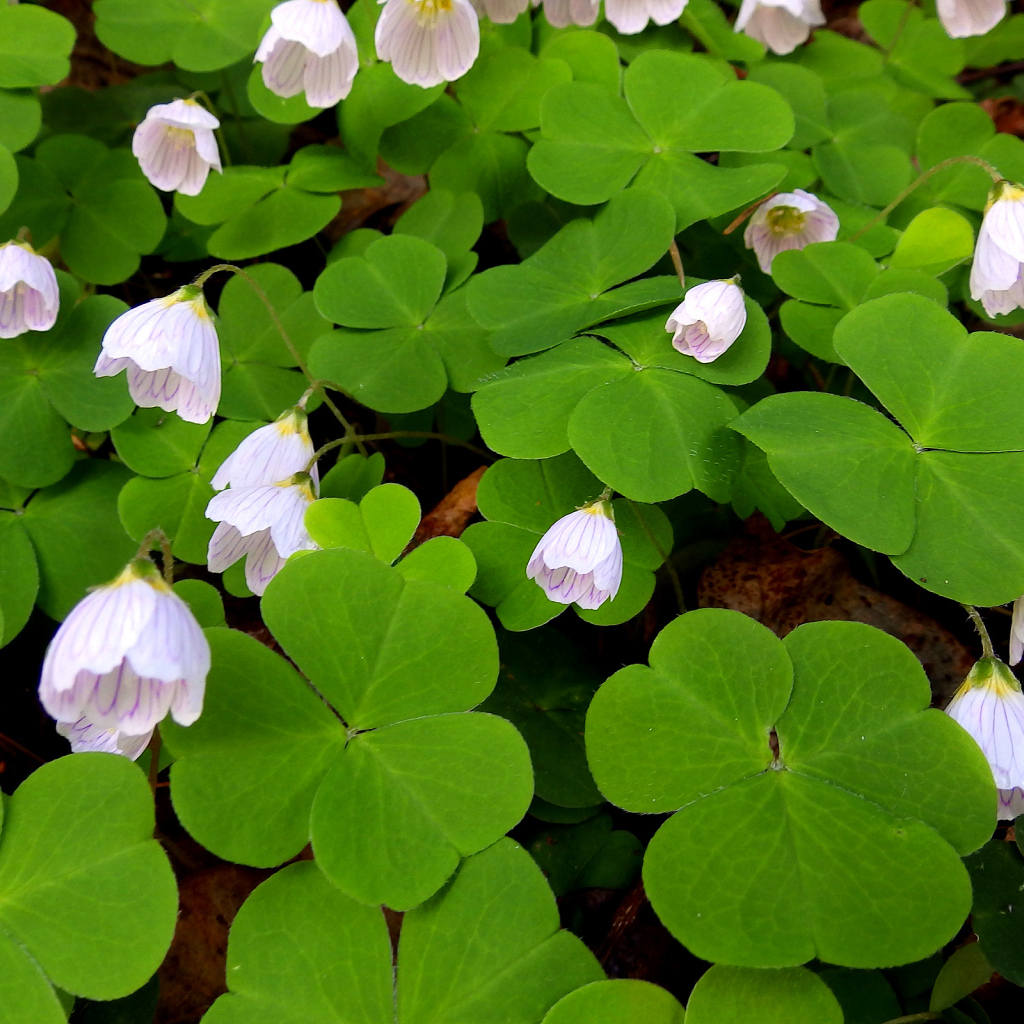 Цветы кислица с большими зелеными листьями 