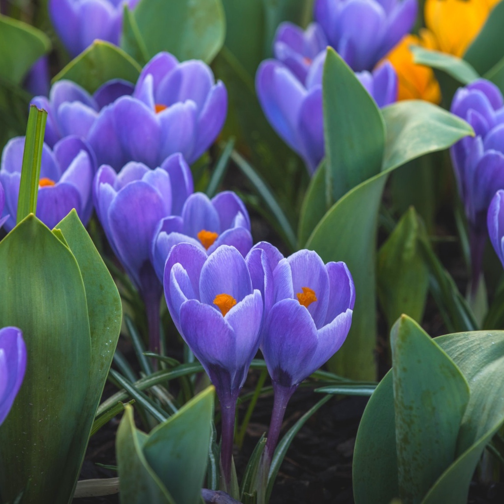 Весенние первоцветы сиреневые крокусы 