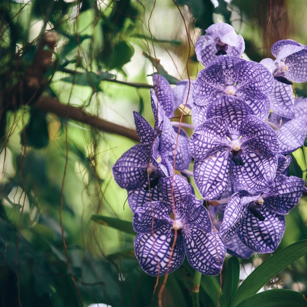 Полосатая фиолетовая экзотическая орхидея