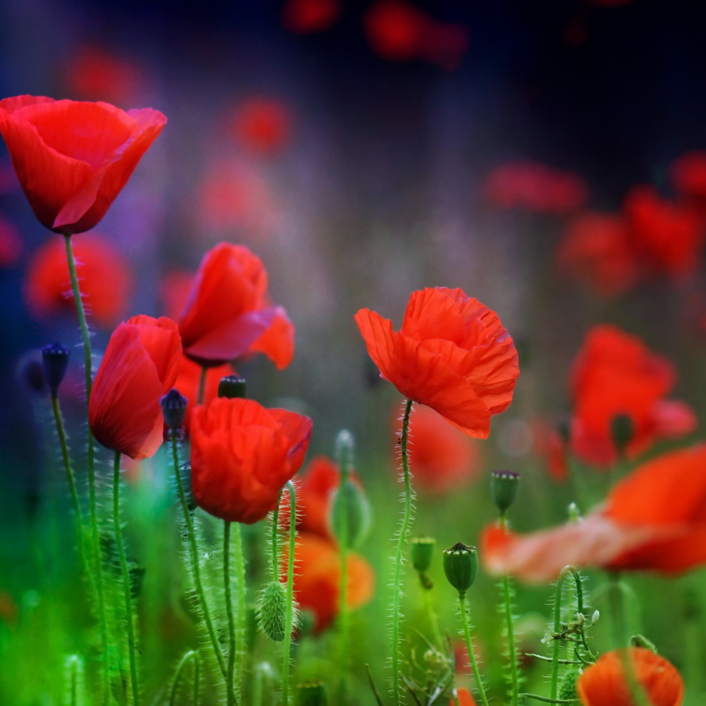 Летние красные цветы маки в поле