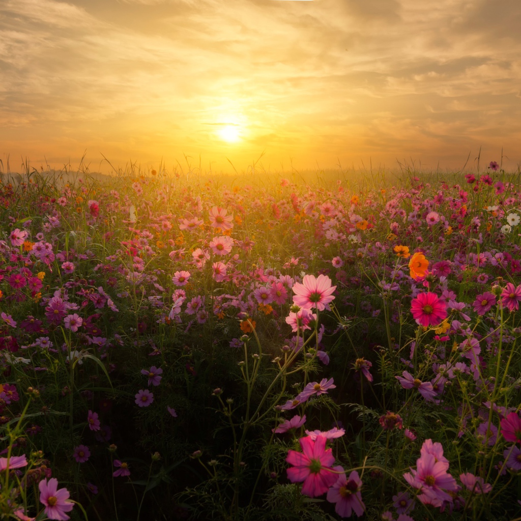 Восход солнца над полем космей 