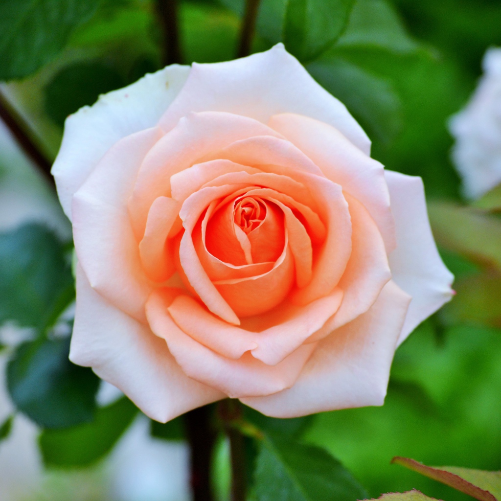 Нежная садовая роза кремового цвета 