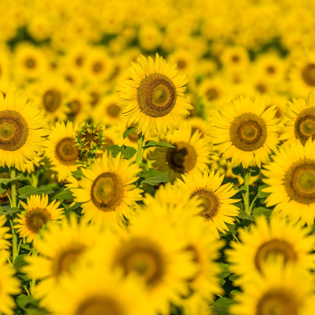 Поле солнечных цветущих подсолнухов летом