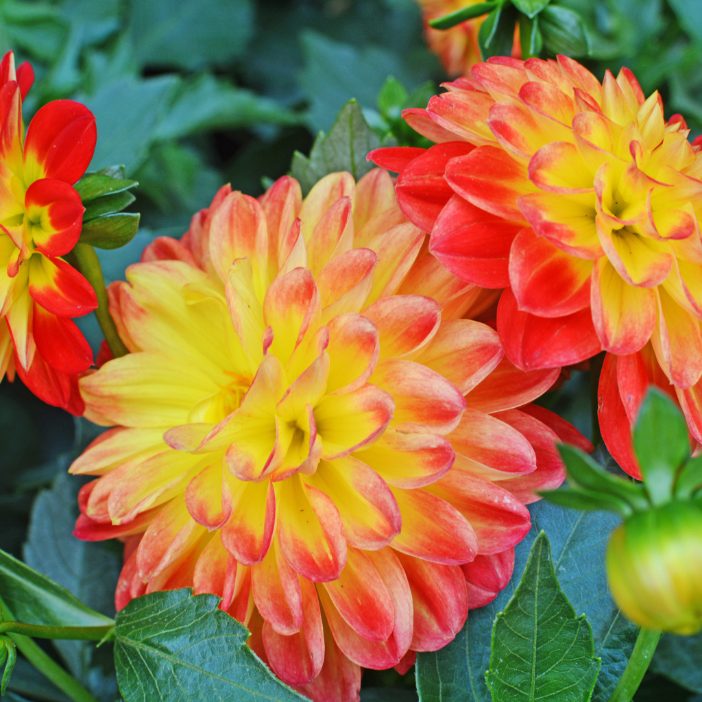 Три красивых оранжевых георгины 