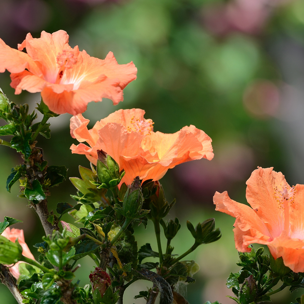 Три красивых оранжевых цветка гибискуса