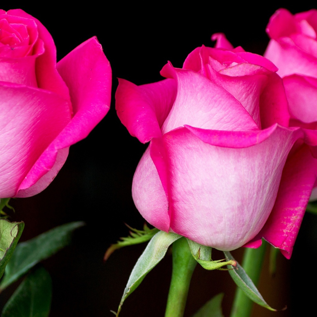 Три красивых розовых розы на черном фоне 