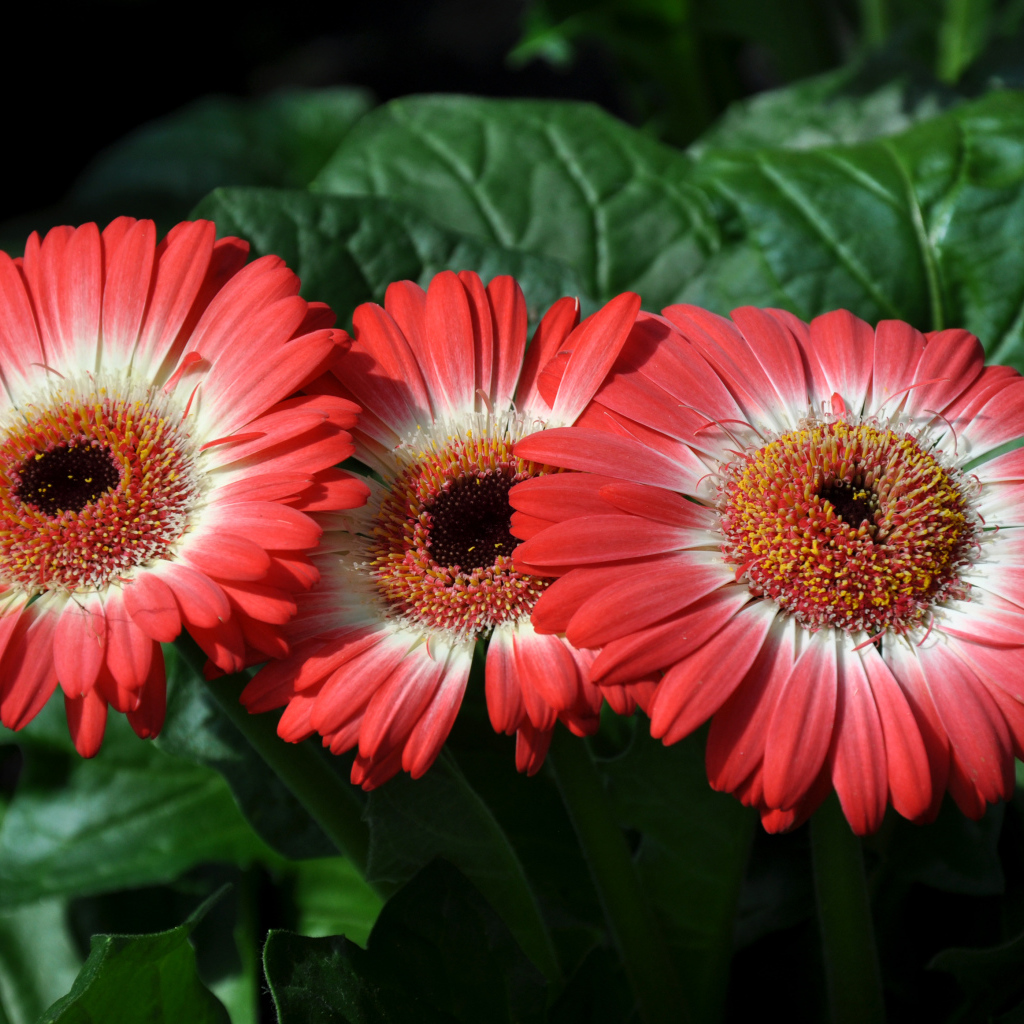 Три красивые красные герберы крупным планом