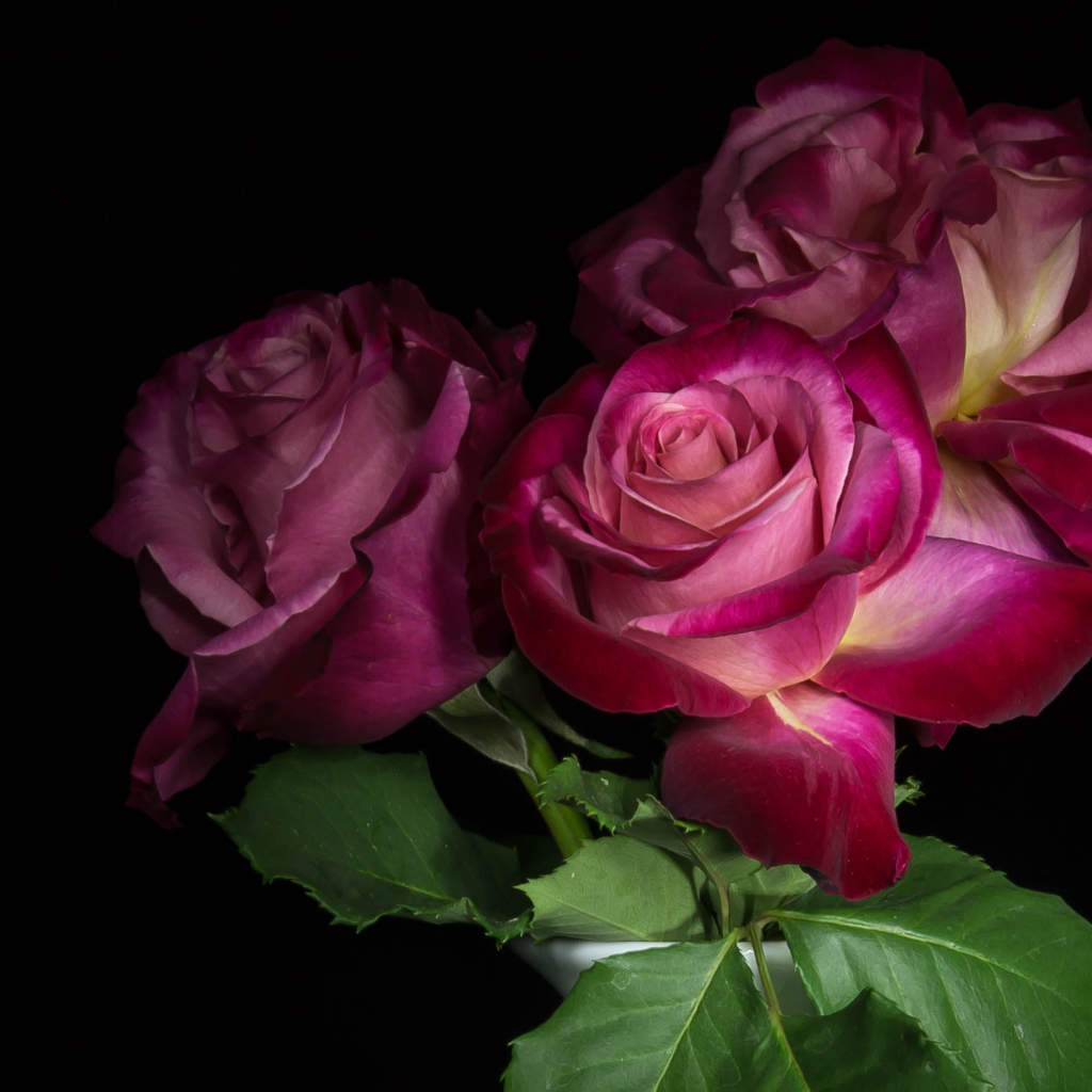 Три  красивых розы на черном фоне 