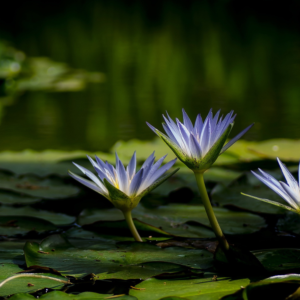 Три красивые фиолетовые кувшинки в воде