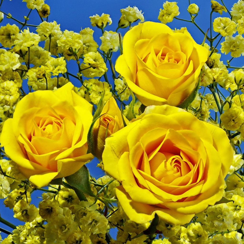 Три красивые желтые розы 