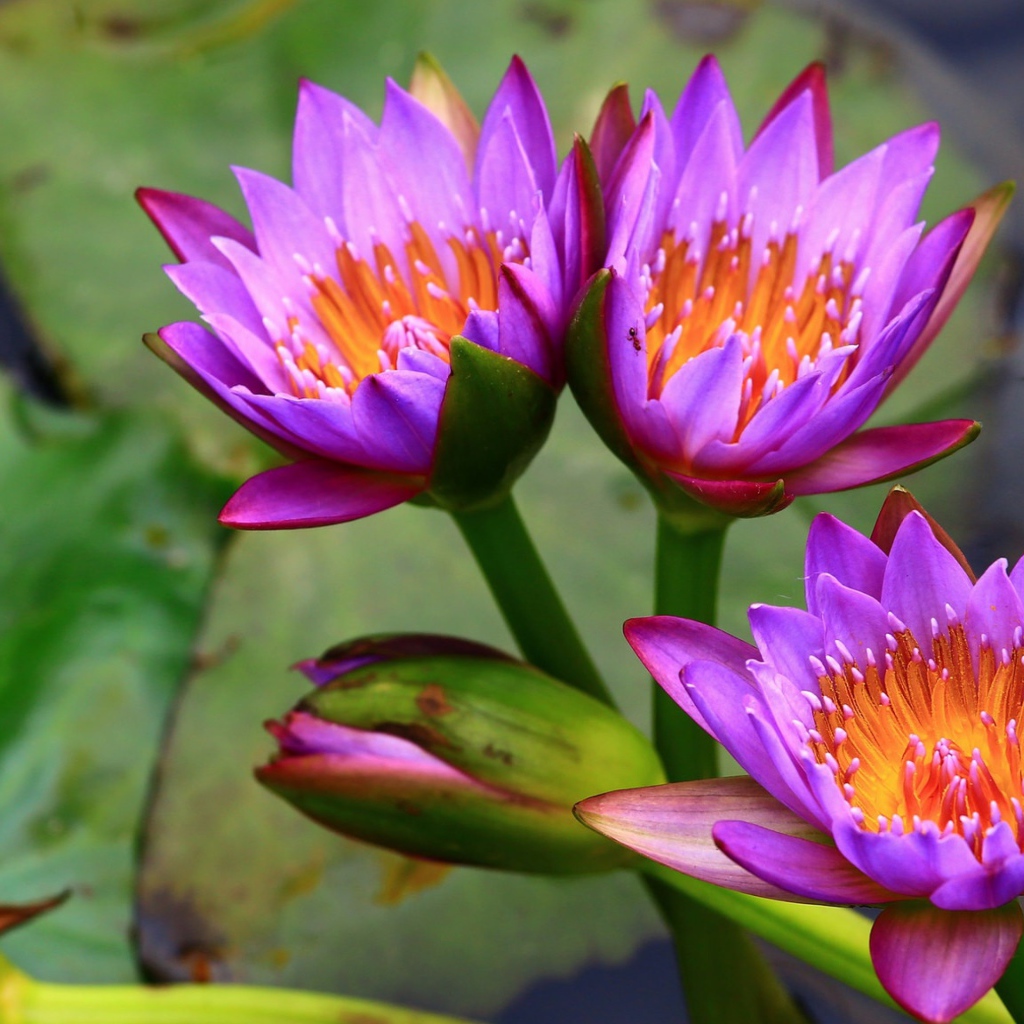 Три нежных сиреневых лотоса  в воде 