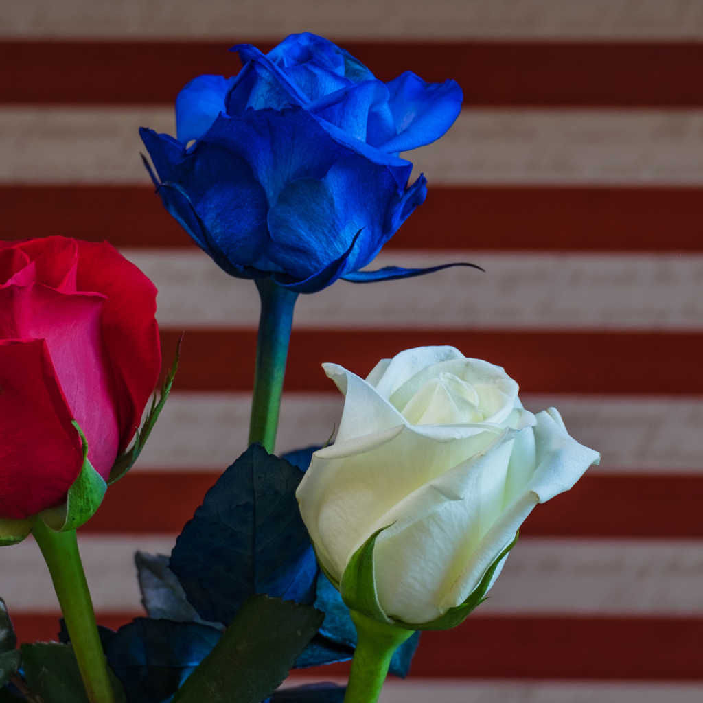 Три разноцветные розы крупным планом