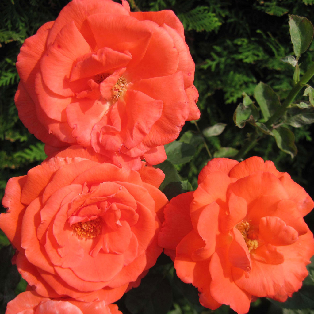 Три оранжевые садовые розы крупным планом