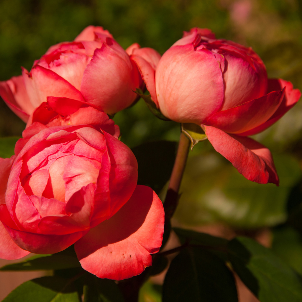 Три розовых розы в саду крупным планом