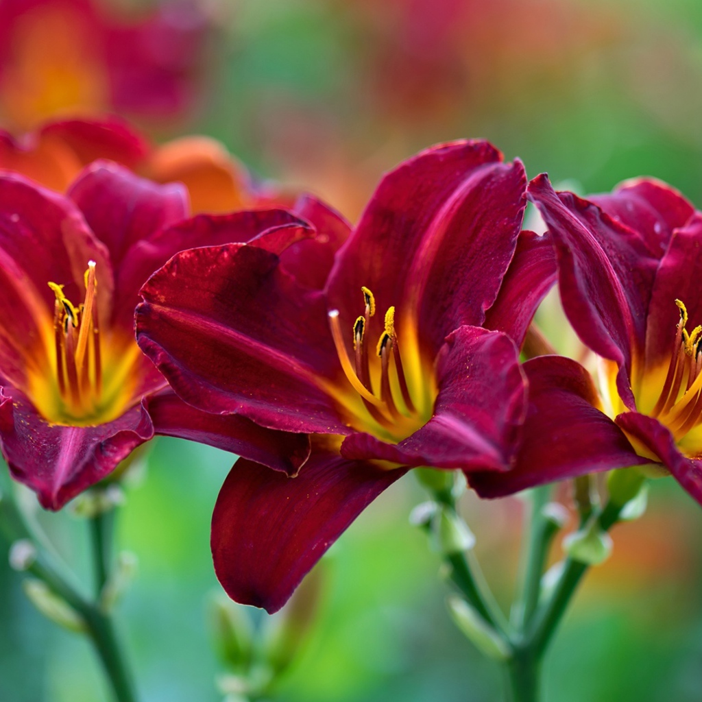 Три красных красивых цветка лилии