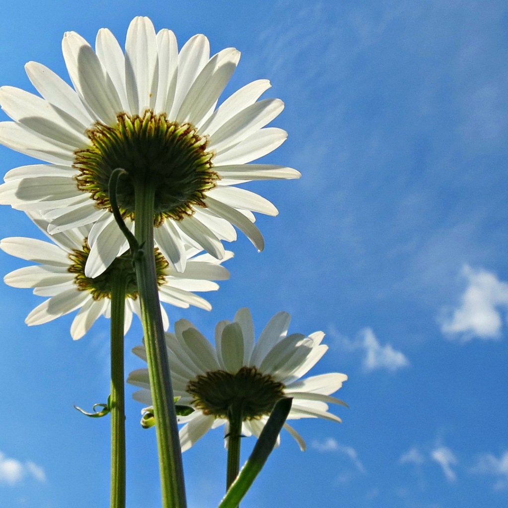 Три белых ромашки на фоне голубого неба