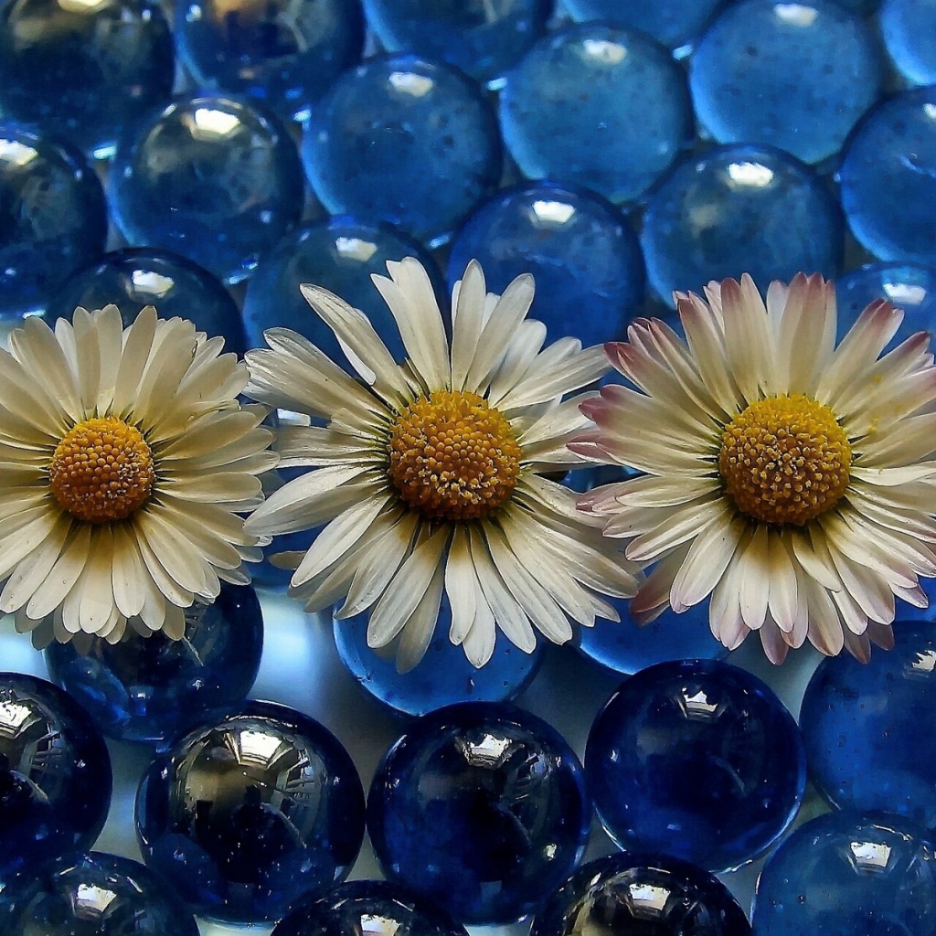 Три белых ромашки на голубых прозрачных шариках 